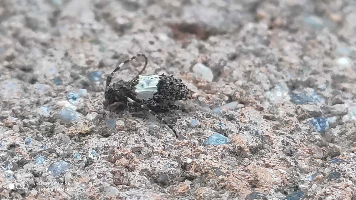 Pogonocherus hispidulus - négytövises ecsetcincér