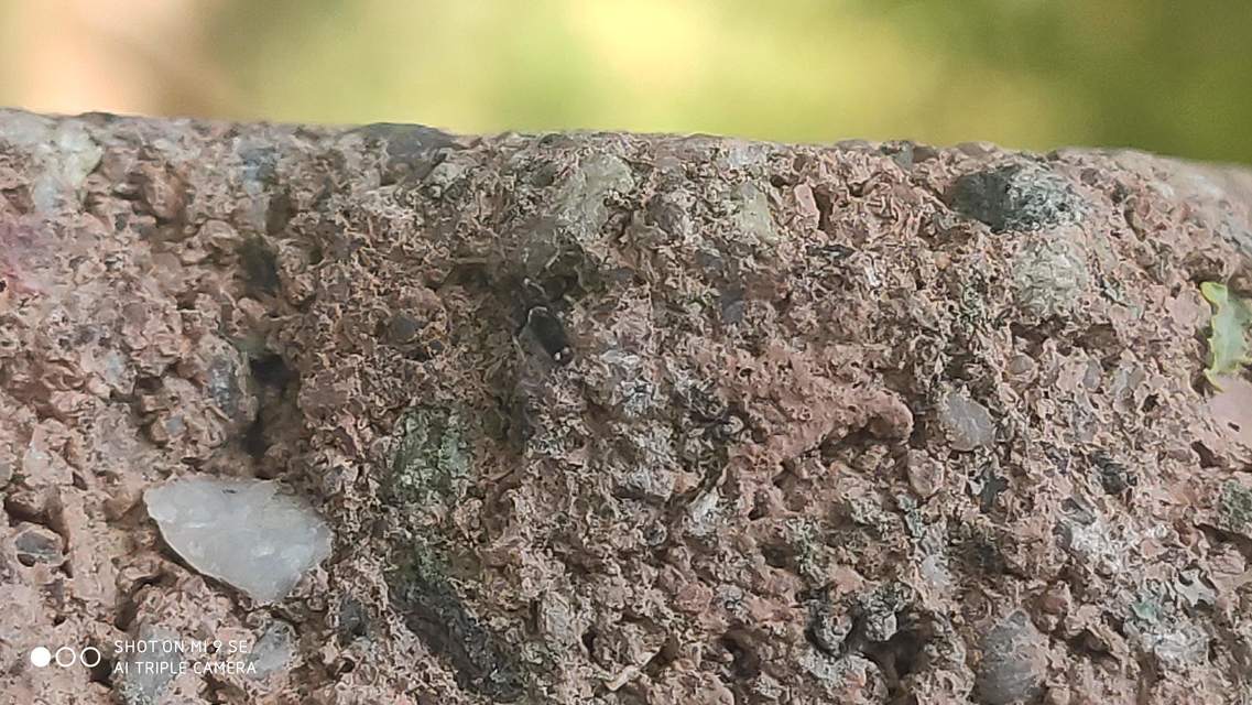 Entomobrya dorsalis