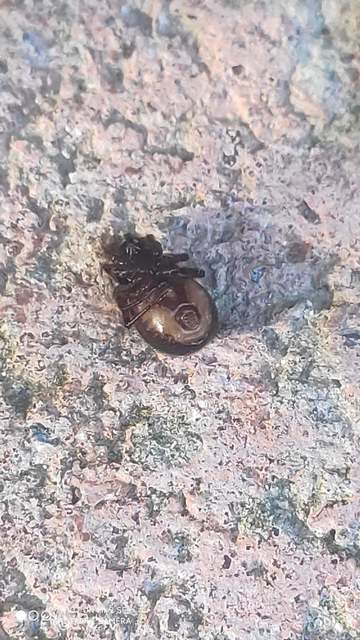 Steatoda bipunctata - kétpettyes faggyúpók