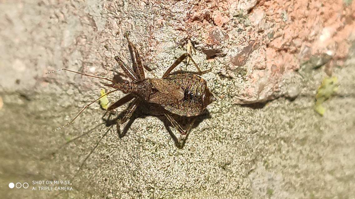 Himacerus mirmicoides - csalán-tolvajpoloska