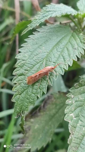 Limnephilus lunatus