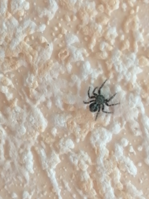 Pseudeuophrys lanigera - szobai ugrópók