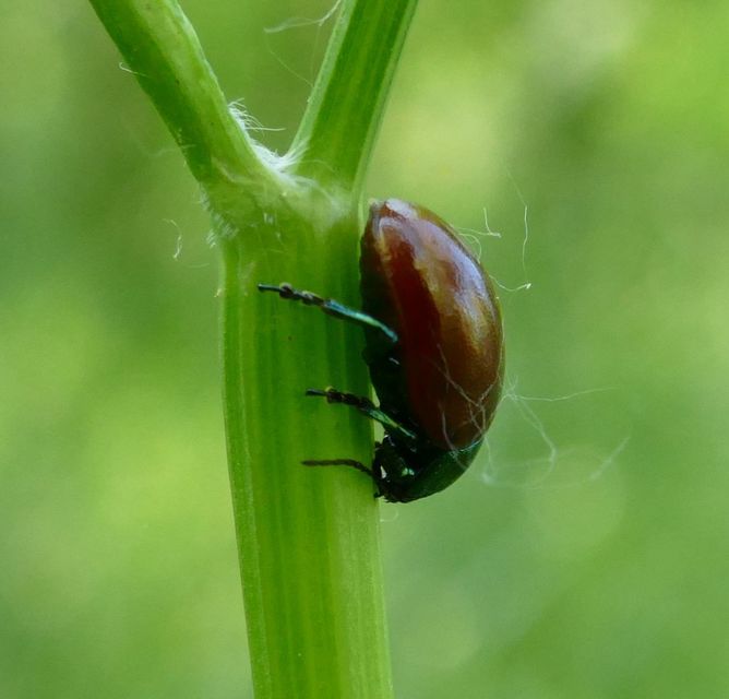 Chrysolina polita - réti mentalevelész