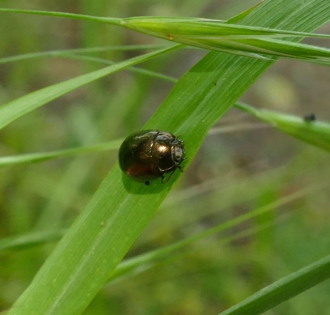 Chrysolina oricalcia - bronzos levélbogár