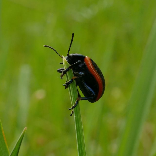 Chrysolina kuesteri - ráncos szegélyeslevelész