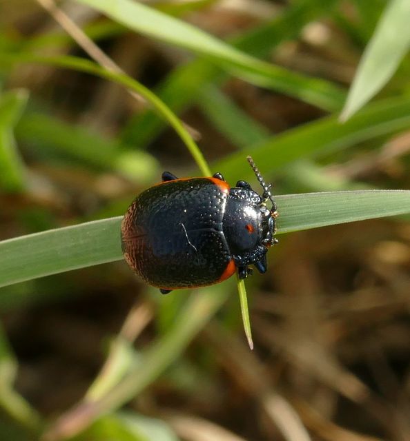 Chrysolina kuesteri - ráncos szegélyeslevelész