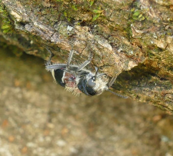 Clerus mutillarius - feketenyakú szúfarkas