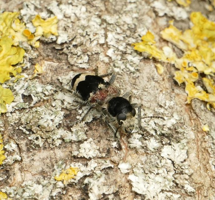 Clerus mutillarius - feketenyakú szúfarkas
