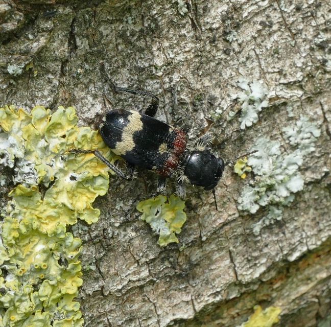 Clerus mutillarius - feketenyakú szúfarkas