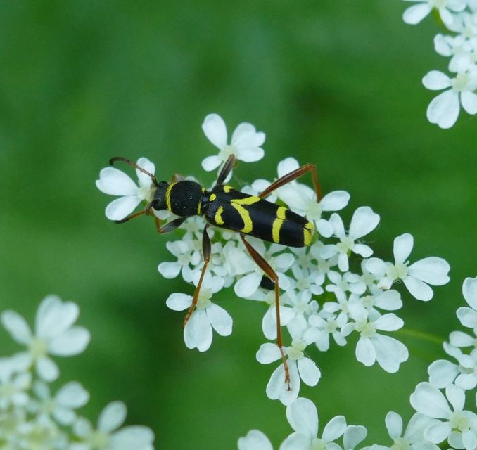 Clytus arietis - közönséges darázscincér