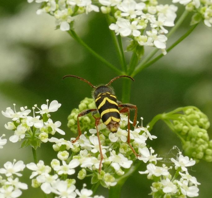 Clytus arietis - közönséges darázscincér