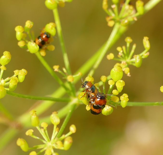 Coptocephala unifasciata - sárgalábú hullóbogár