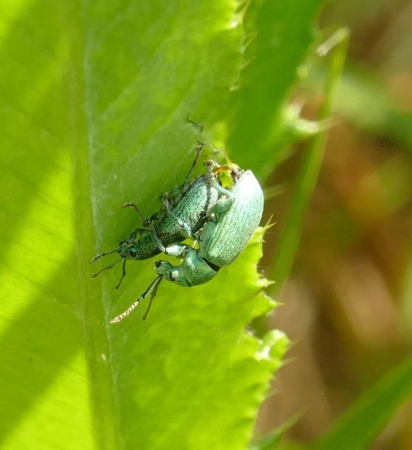 Phyllobius virideaeris - halványzöld levélormányos