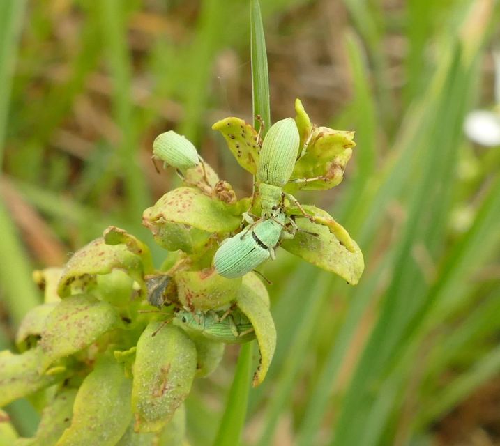 Phyllobius virideaeris - halványzöld levélormányos