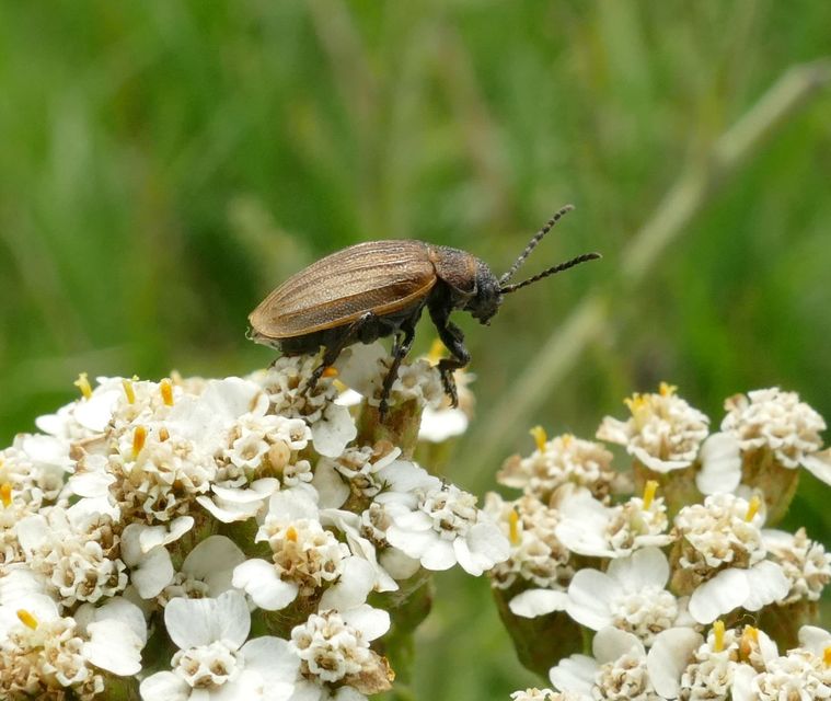 Galeruca pomonae - barna olajosbogár