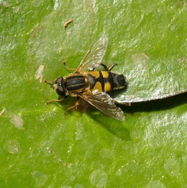 Helophilus trivittatus - nagy mocsárilégy