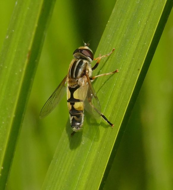 Helophilus trivittatus - nagy mocsárilégy