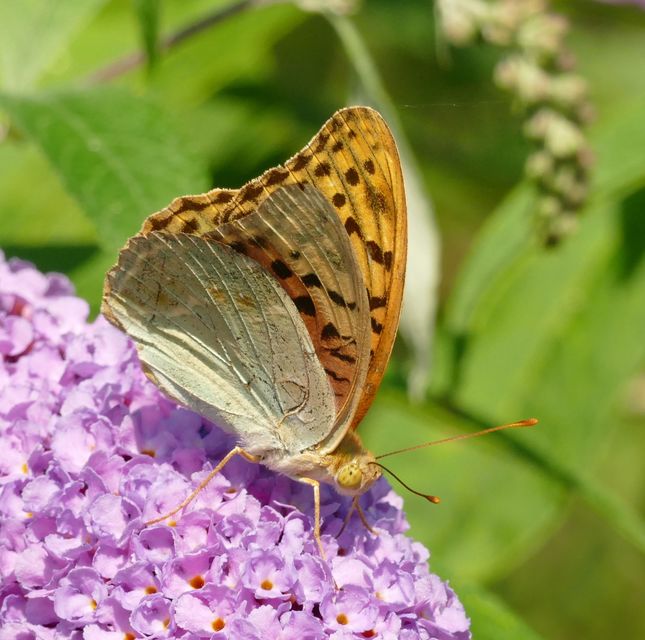 Argynnis pandora - zöldes gyöngyházlepke
