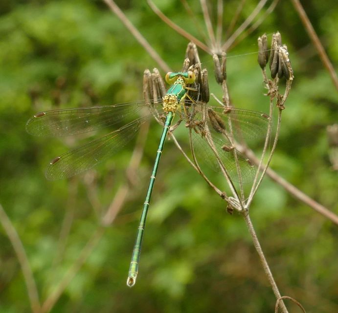 Lestes virens vestalis - kis rablószitakötő