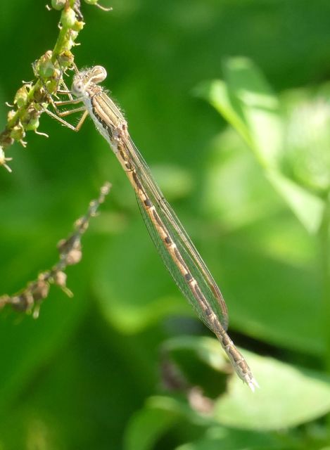 Sympecma fusca - téli rablószitakötő