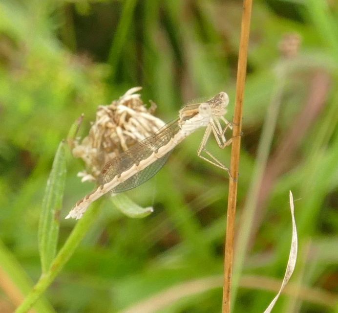 Sympecma fusca - téli rablószitakötő