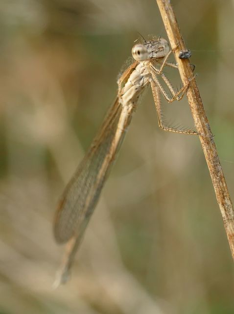 Sympecma fusca - téli rablószitakötő