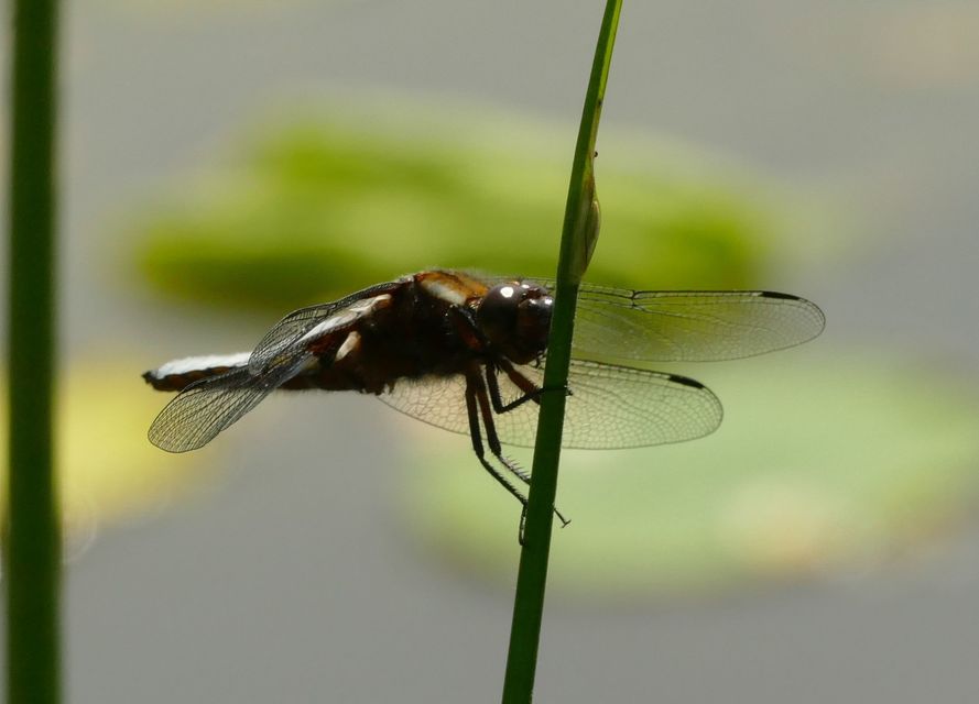 Libellula depressa - széles laposacsa