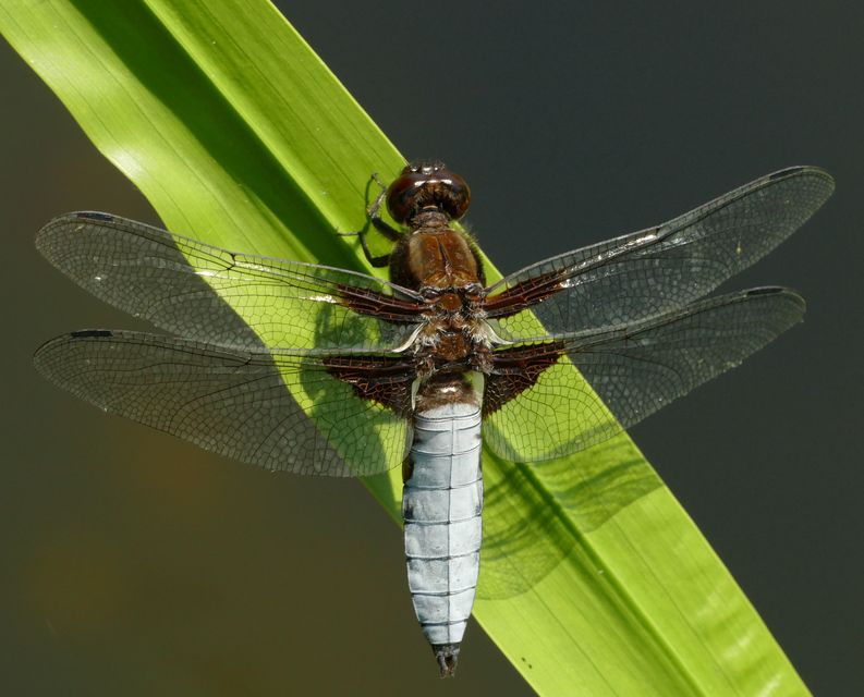 Libellula depressa - széles laposacsa