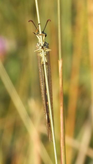 Myrmecaelurus trigrammus - hangyafarkas