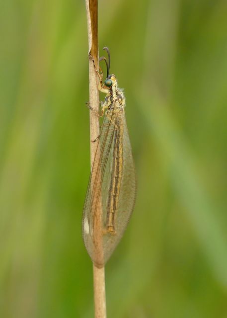 Myrmecaelurus trigrammus - hangyafarkas