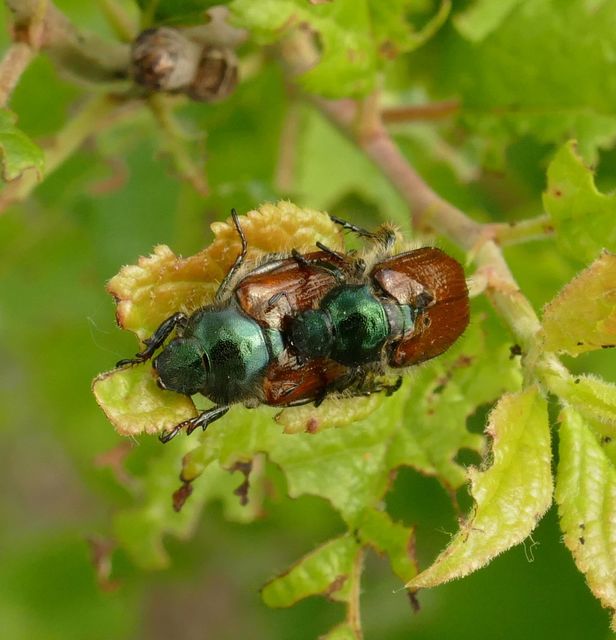 Phyllopertha horticola - kerti szipoly
