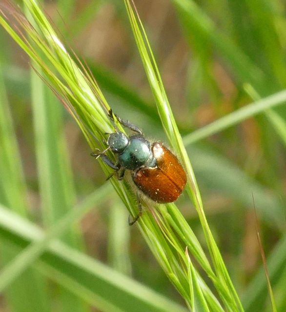 Phyllopertha horticola - kerti szipoly