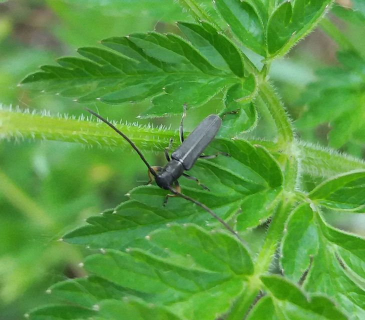 Phytoecia cylindrica - medvelapucincér