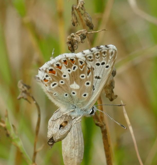 Polyommatus coridon - ezüstkék boglárka