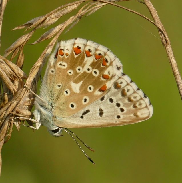 Polyommatus coridon - ezüstkék boglárka