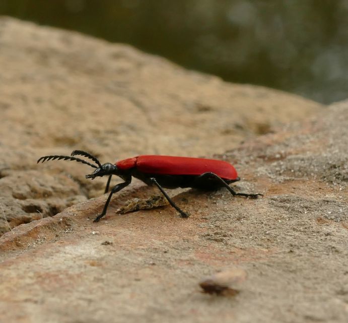 Pyrochroa coccinea - nagy bíborbogár