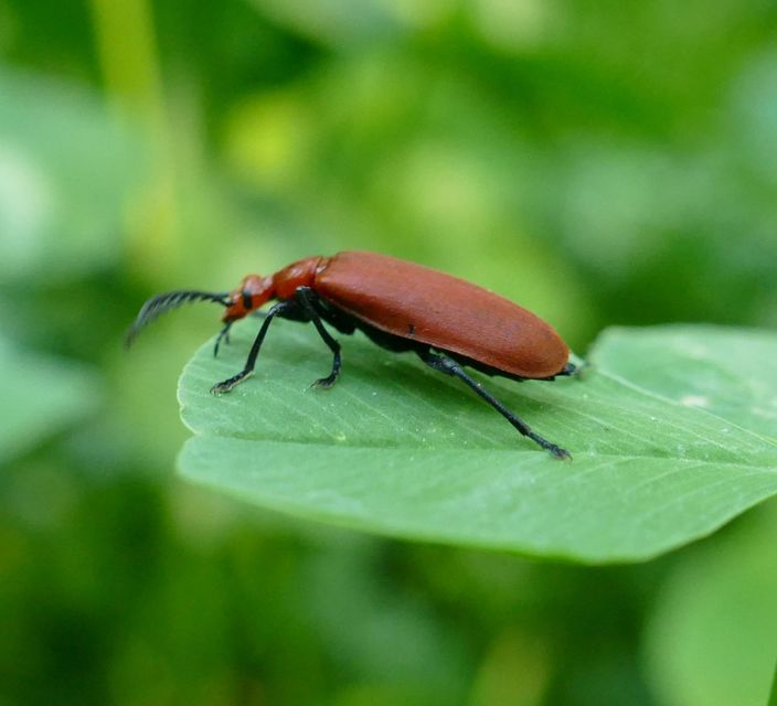 Pyrochroa serraticornis - közép-bíborbogár