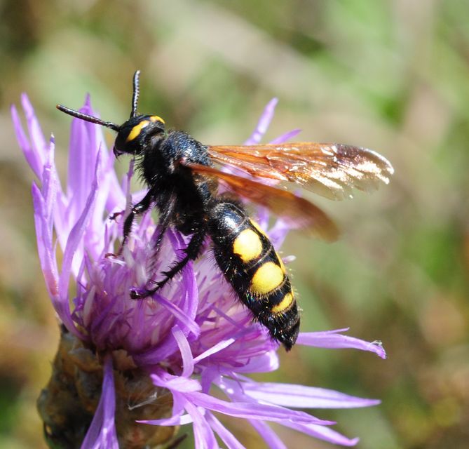 Scolia fusciformis - mediterrán tőrösdarázs