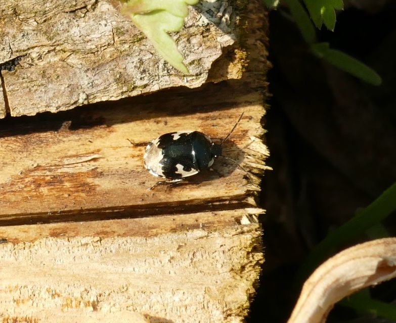 Tritomegas bicolor - foltos földipoloska