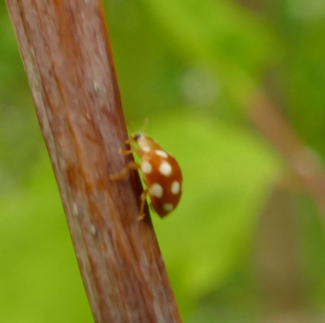 Vibidia duodecimguttata - tizenkétcseppes füsskata
