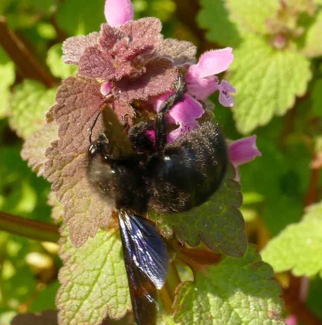 Xylocopa violacea - kék fadongó