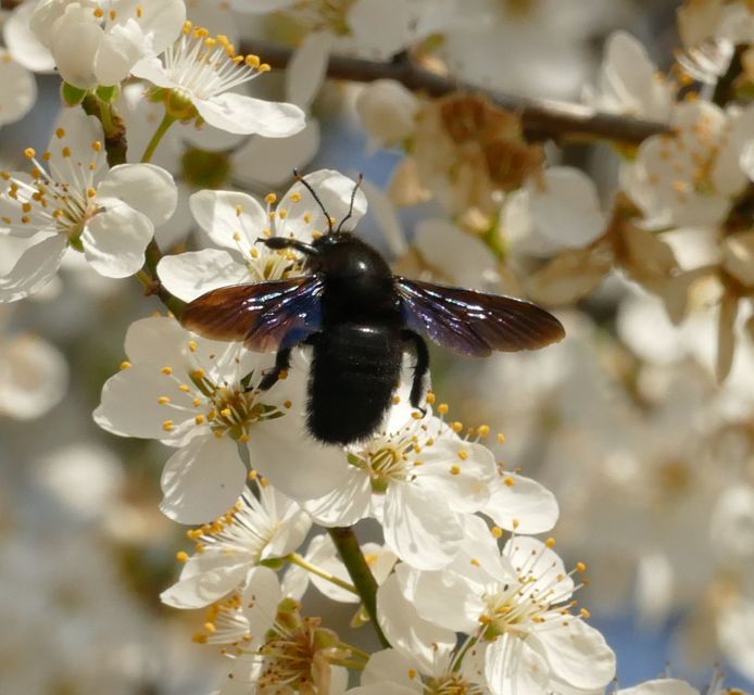 Xylocopa violacea - kék fadongó