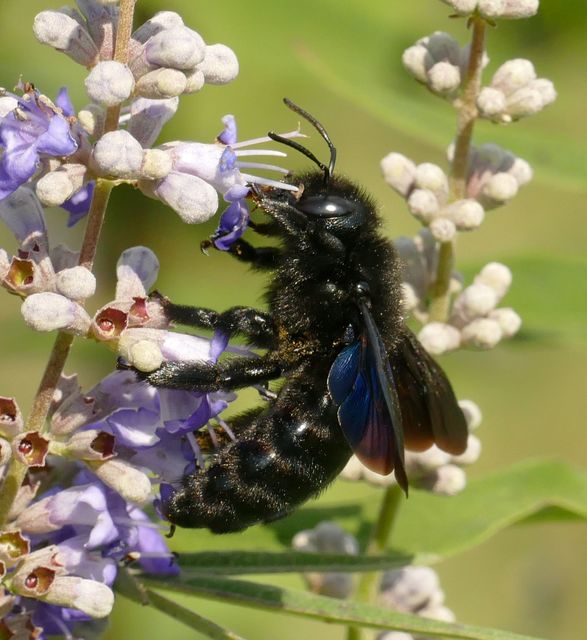 Xylocopa violacea - kék fadongó