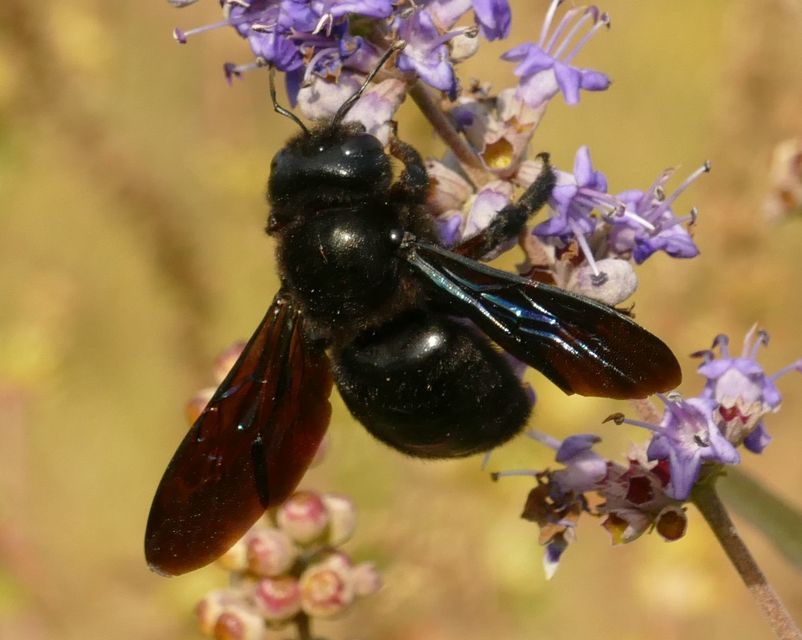 Xylocopa valga - gyakori fadongó