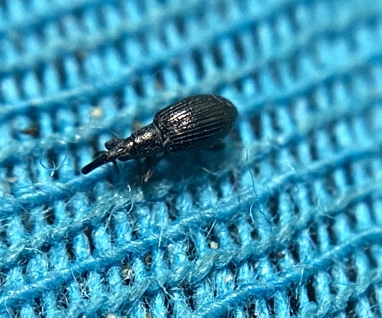 Diplapion confluens - vésetthomlokú cickányormányos