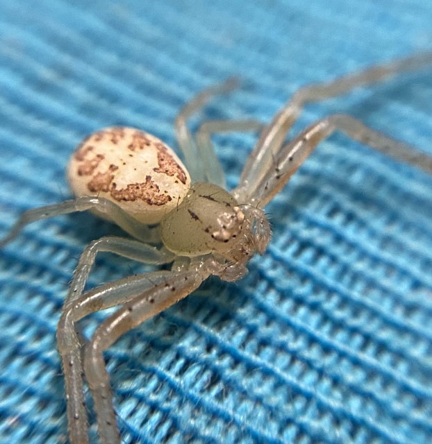 Diaea