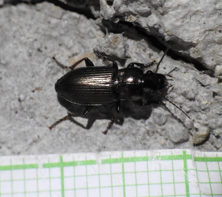 Harpalus distinguendus - mezei lomhafutó