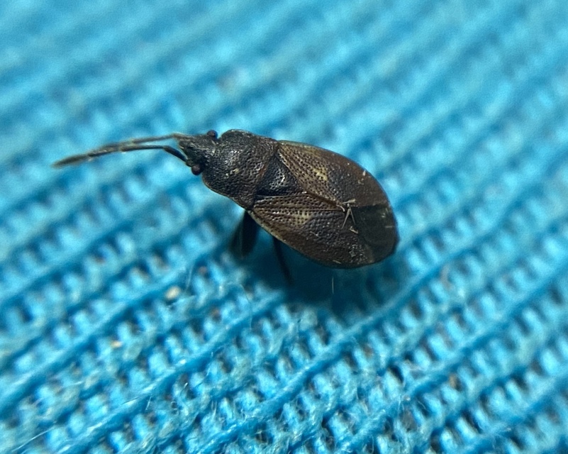 Drymus brunneus - barna erdeibodobács
