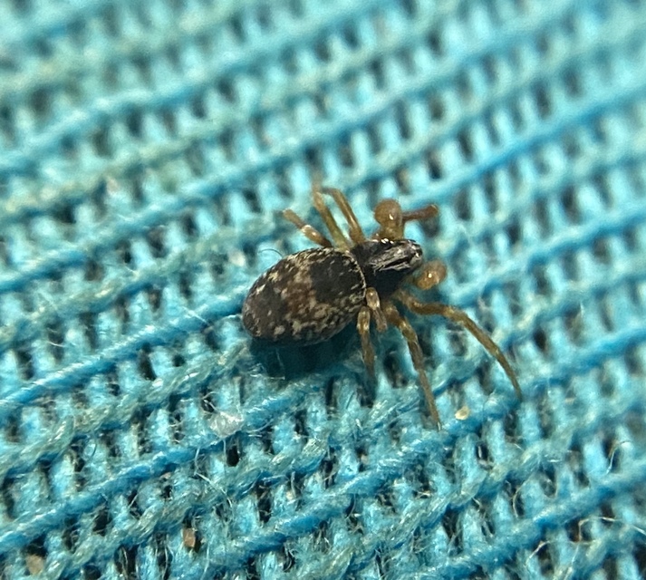 Dictyna uncinata