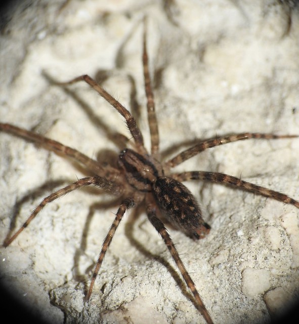 Tegenaria